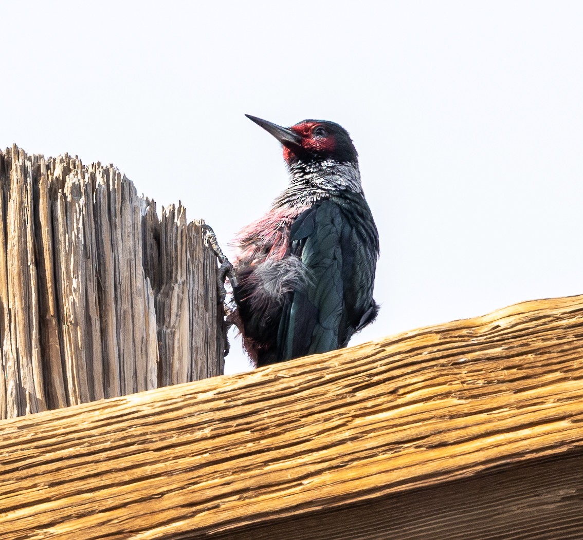 Lewis's Woodpecker - ML645503792