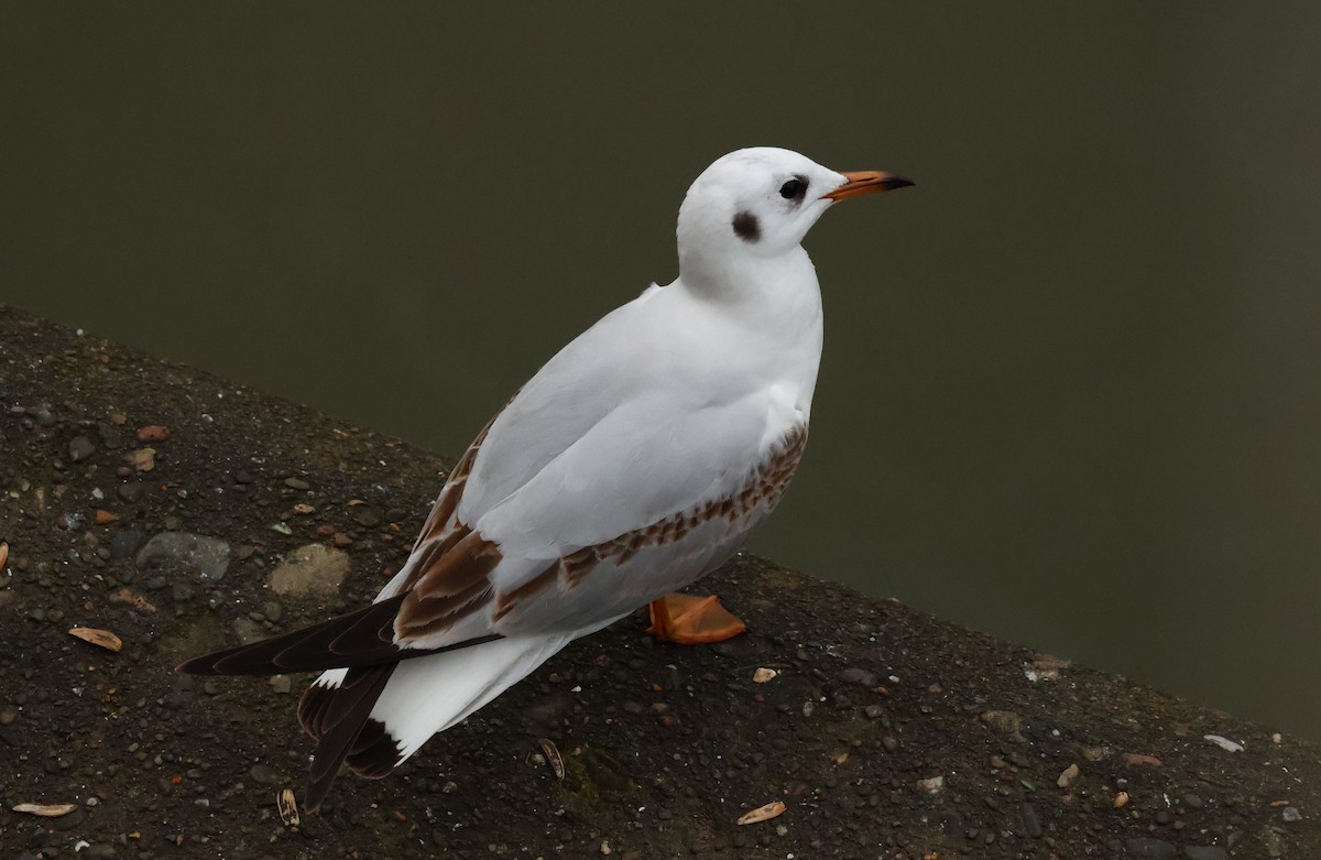 Black-headed Gull - ML645503793