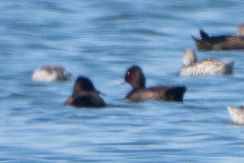 Southern Pochard - ML645503802