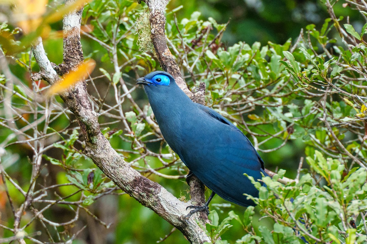 アオジカッコウ - ML645503805