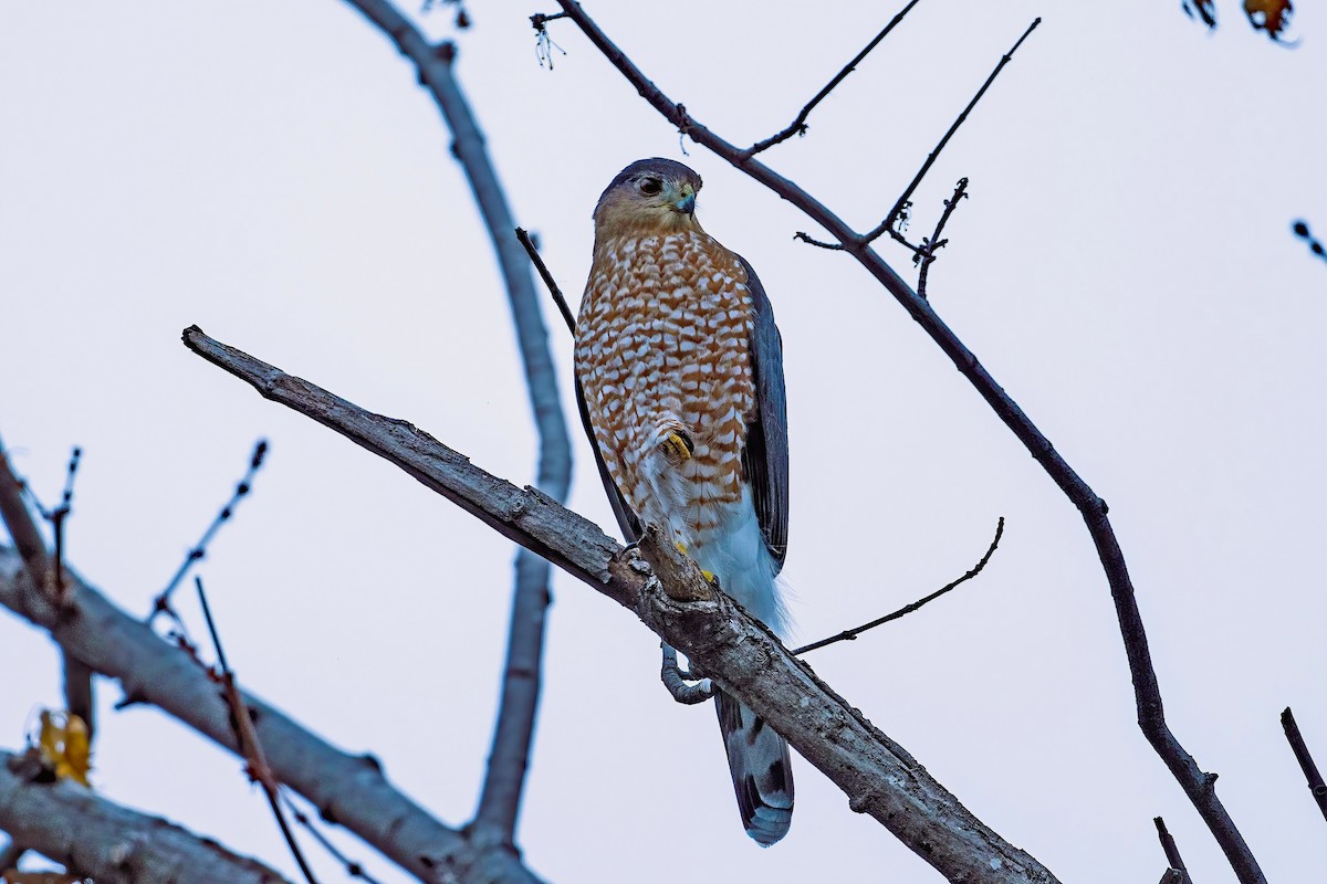 Cooper's Hawk - ML645503821