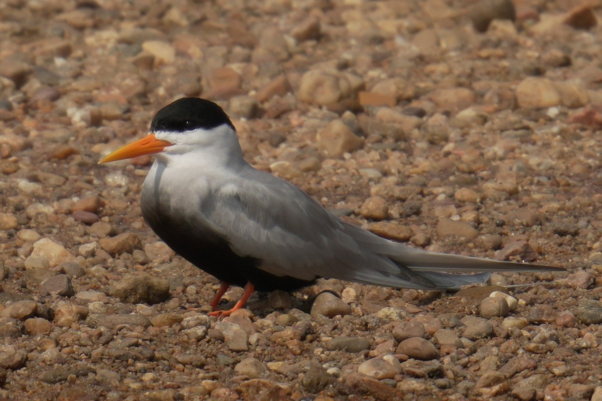 Black-bellied Tern - ML645503824
