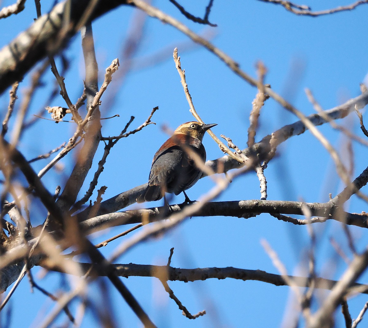 Rusty Blackbird - ML645503837