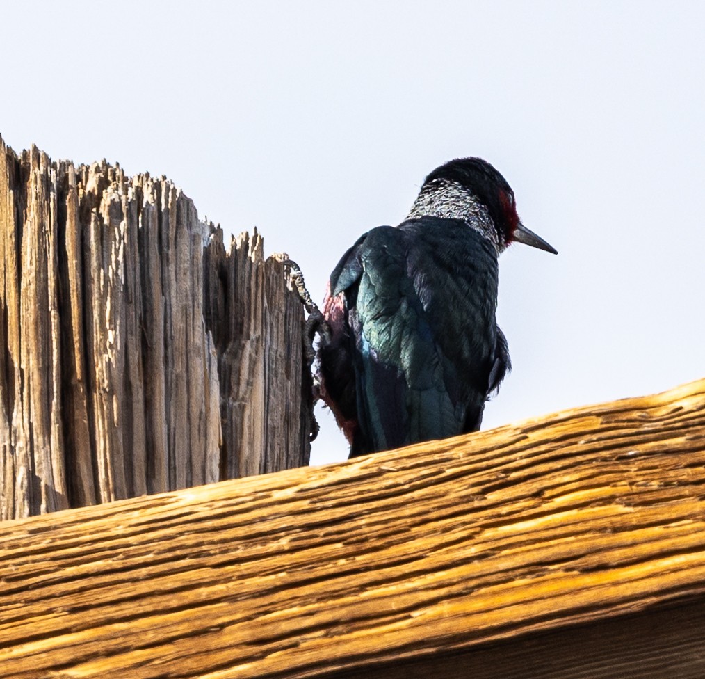 Lewis's Woodpecker - ML645503841