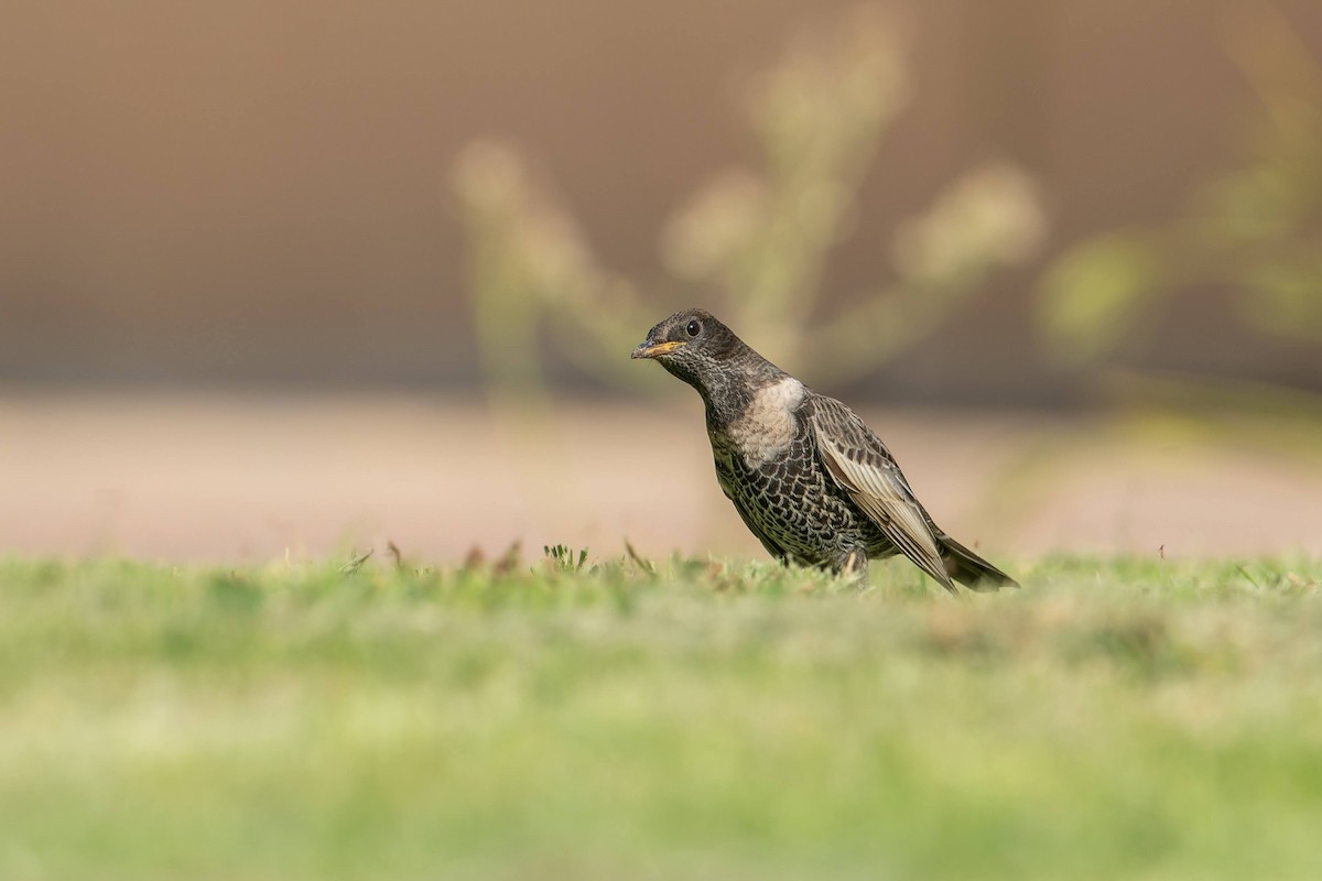 kos horský - ML645503856