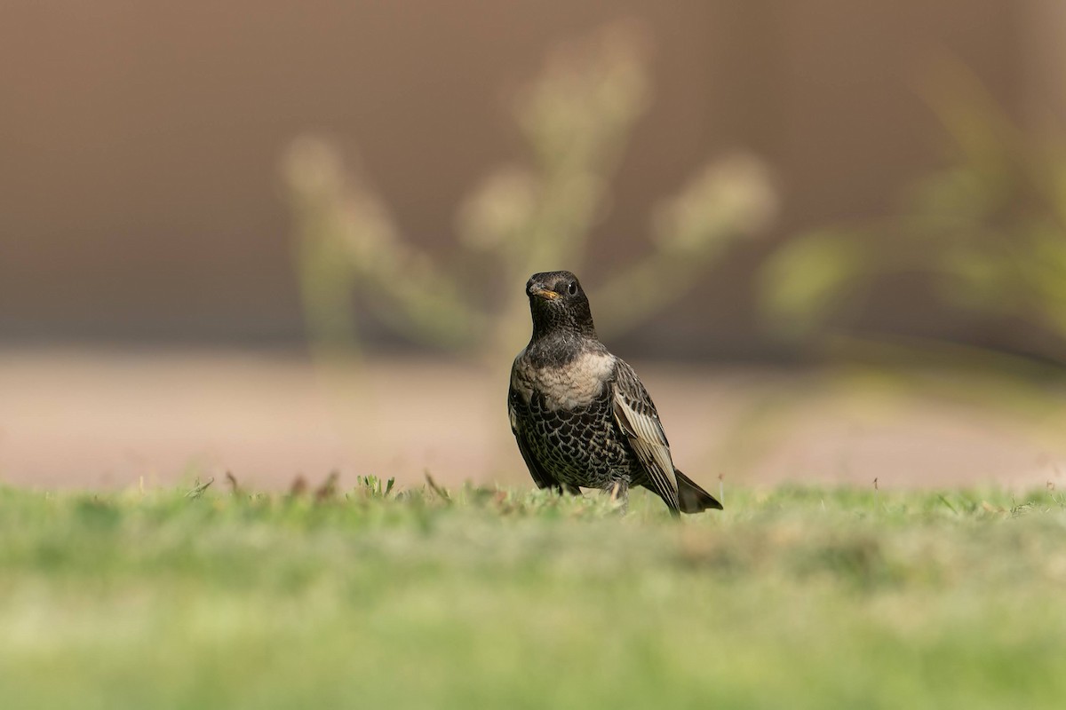 kos horský - ML645503857