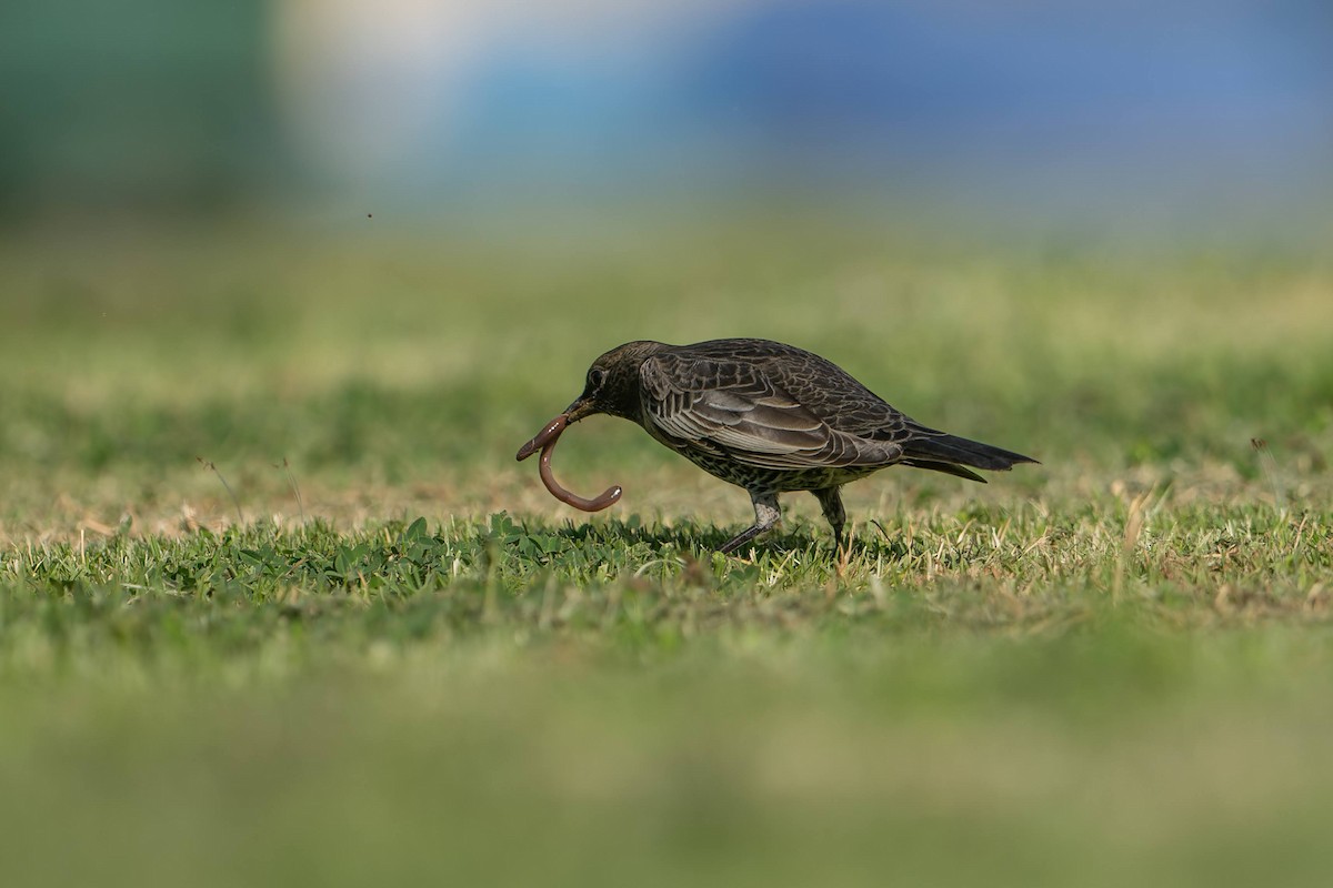 kos horský - ML645503858