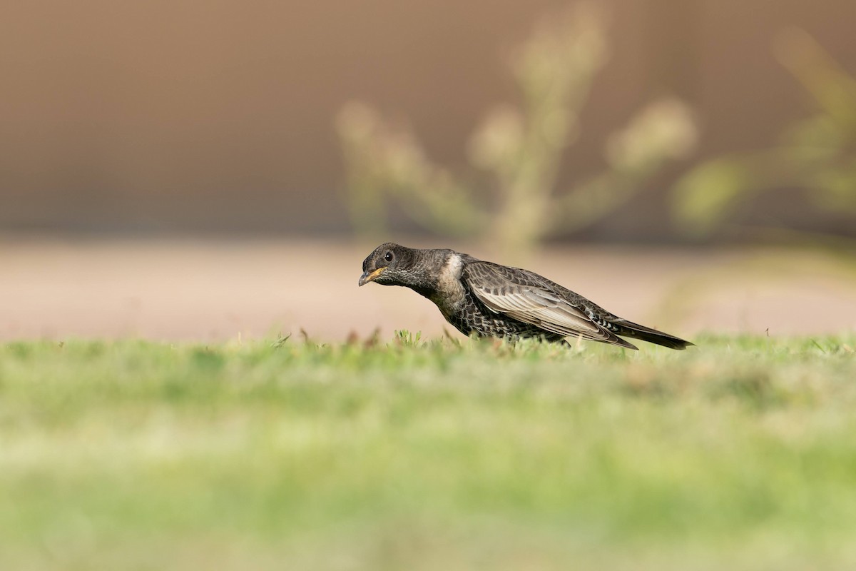 kos horský - ML645503859