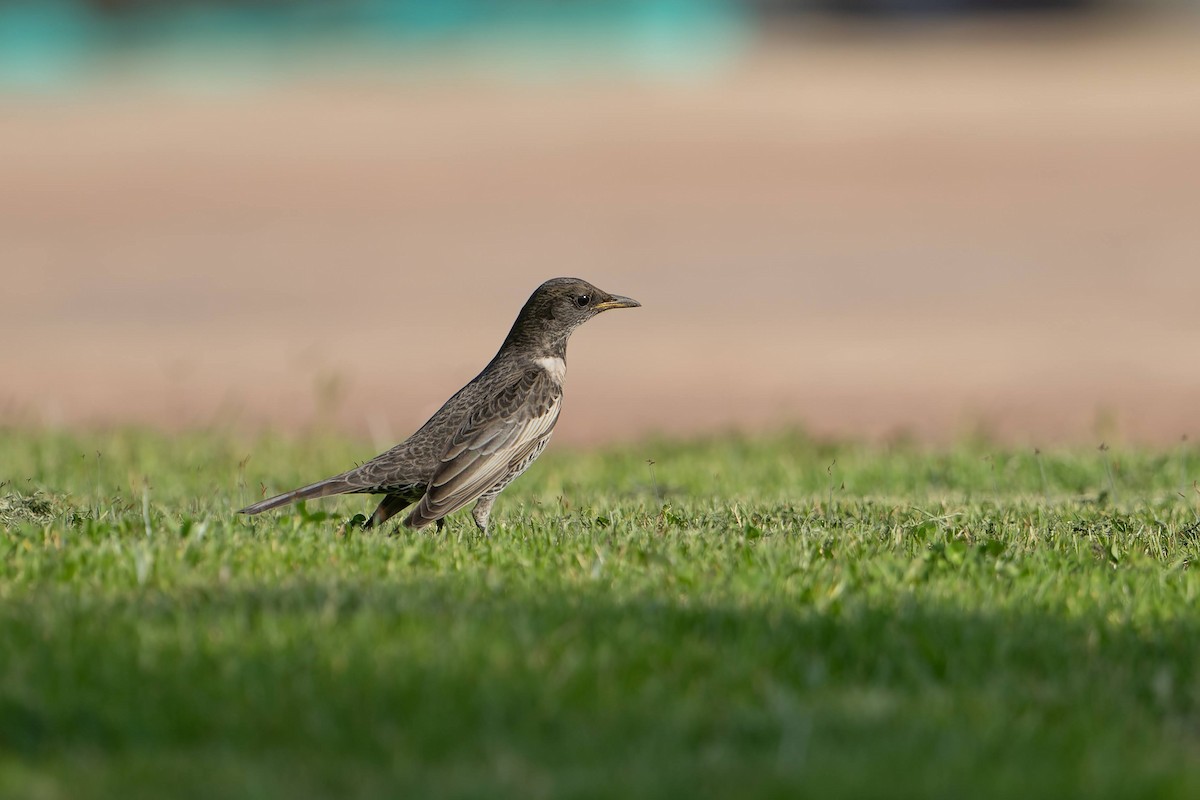 kos horský - ML645503860