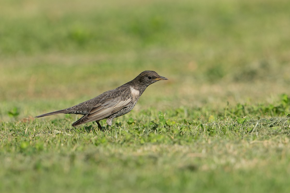 kos horský - ML645503861