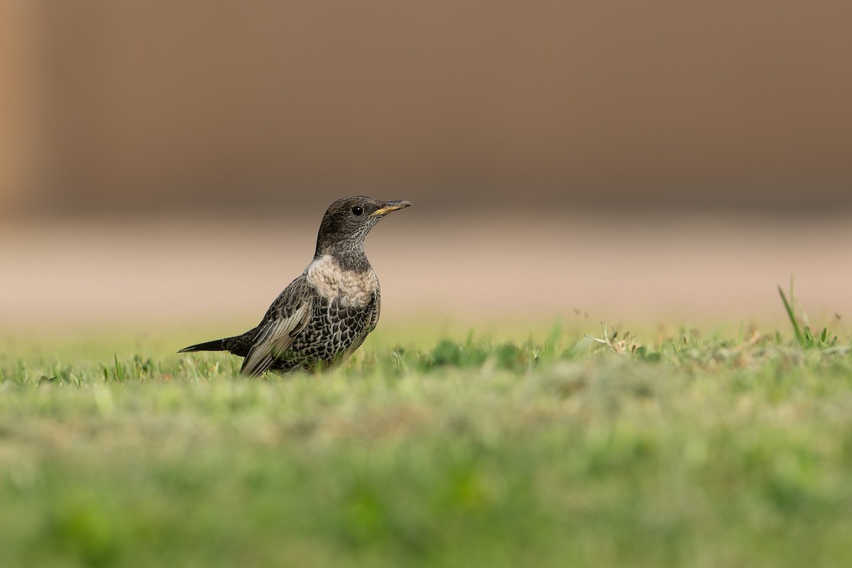 kos horský - ML645503862