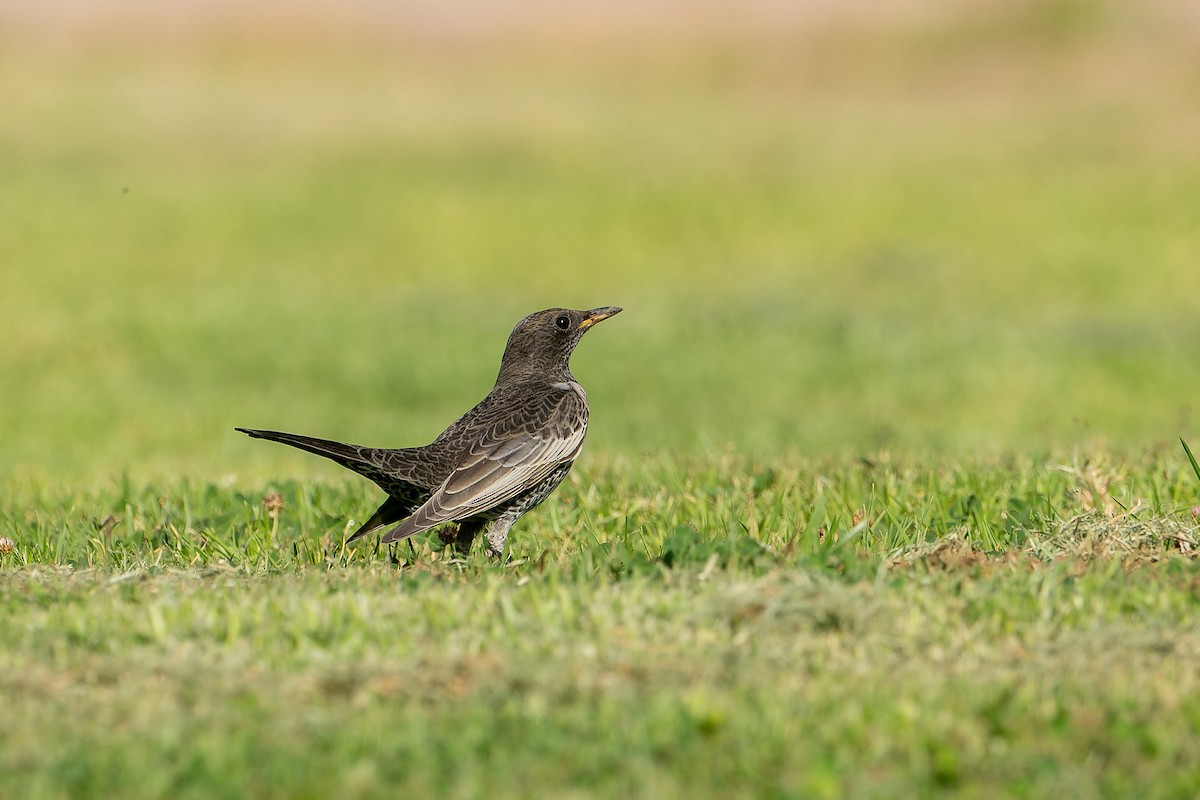 kos horský - ML645503864