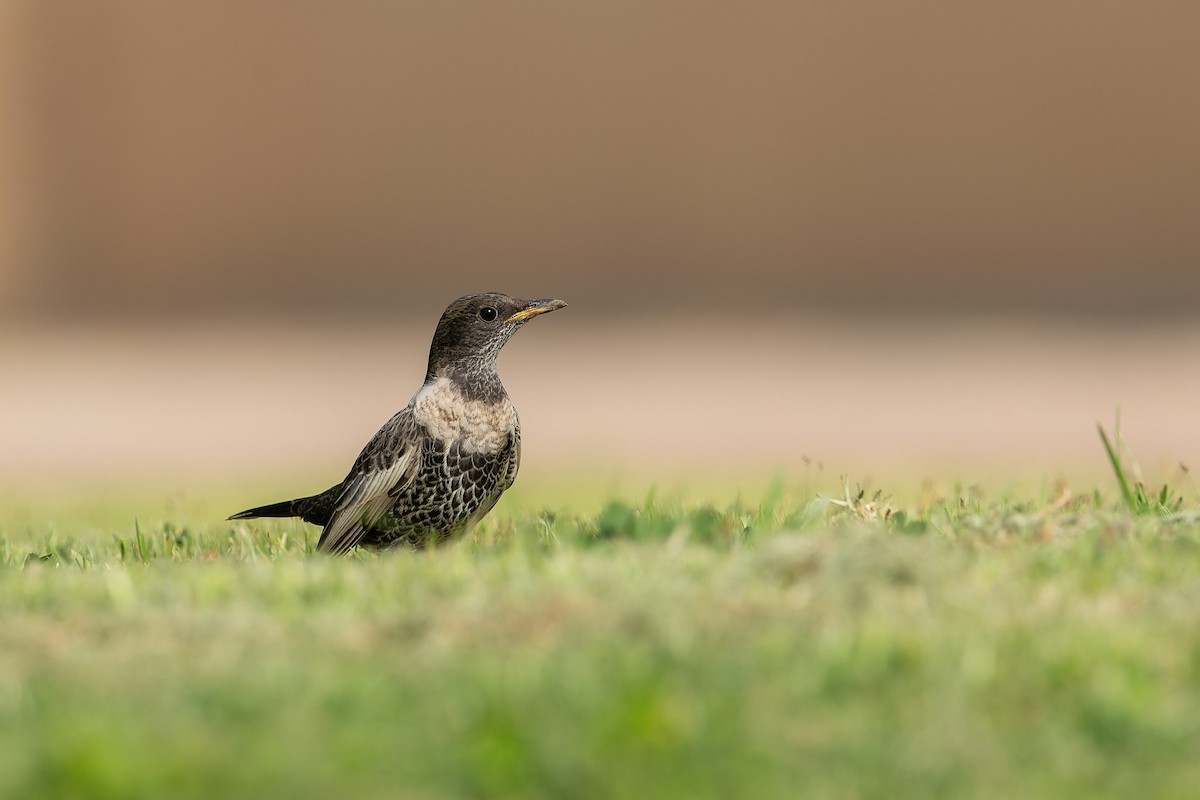 kos horský - ML645503865