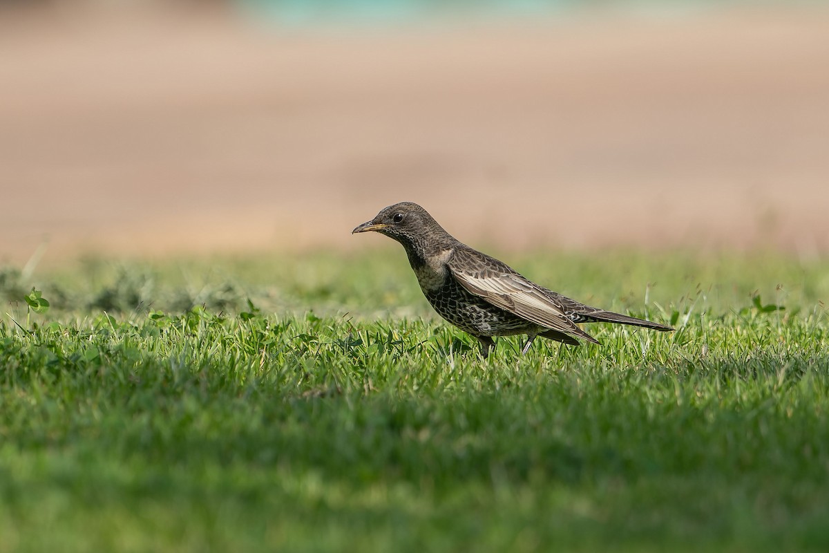 kos horský - ML645503866