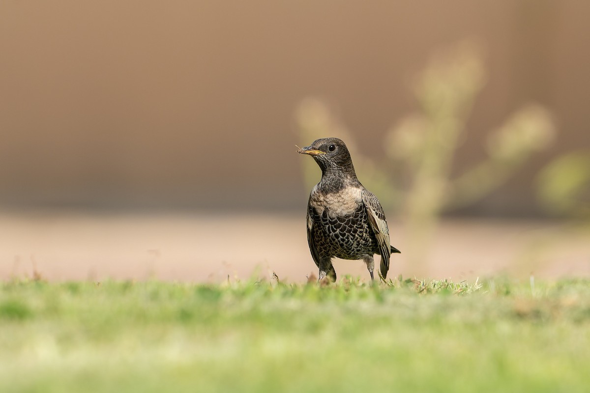 kos horský - ML645503867