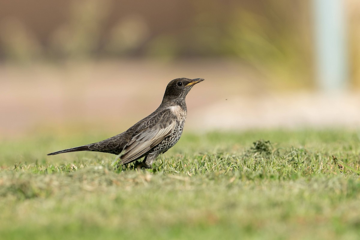 kos horský - ML645503868