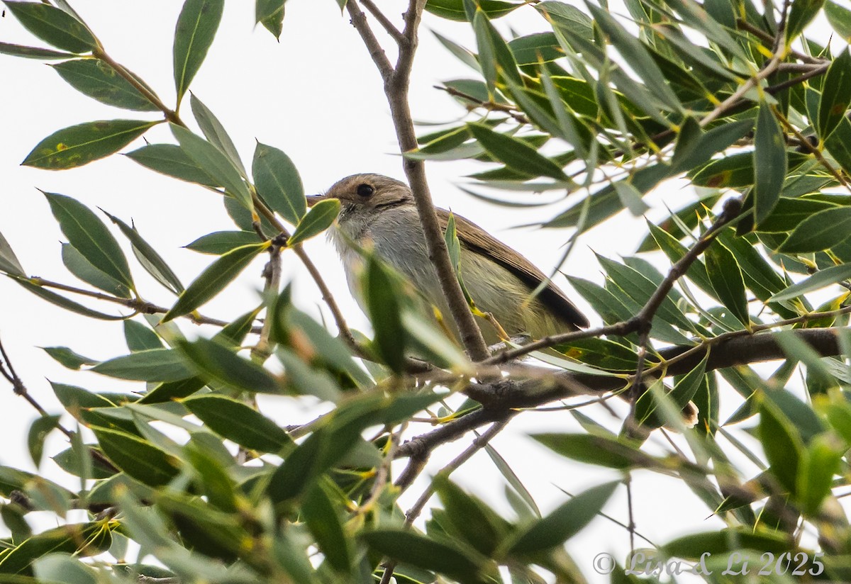 Fulvous-crowned Scrub-Tyrant - ML645503905