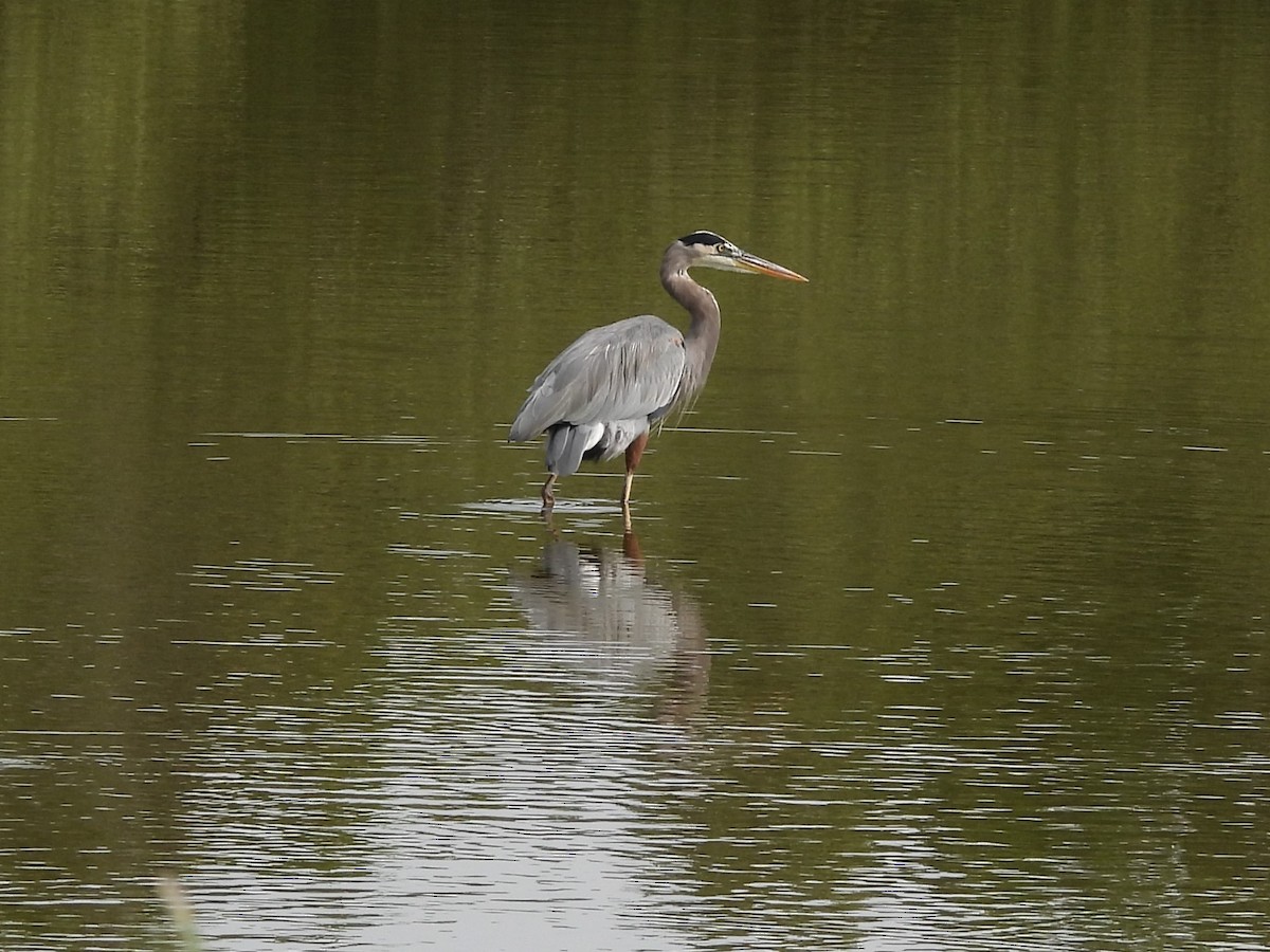 Great Blue Heron - ML645503915
