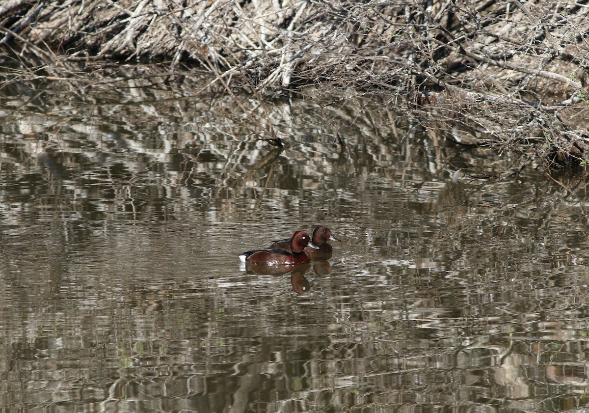 Ferruginous Duck - ML645503917