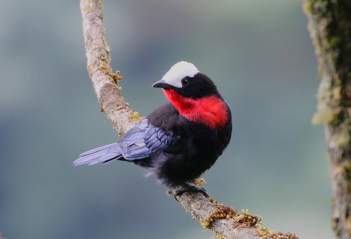 White-capped Tanager - ML645503931
