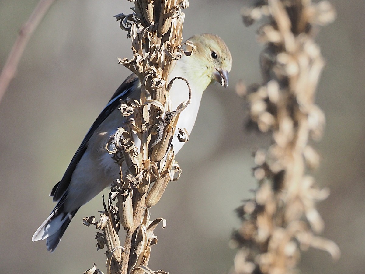 American Goldfinch - ML645503932