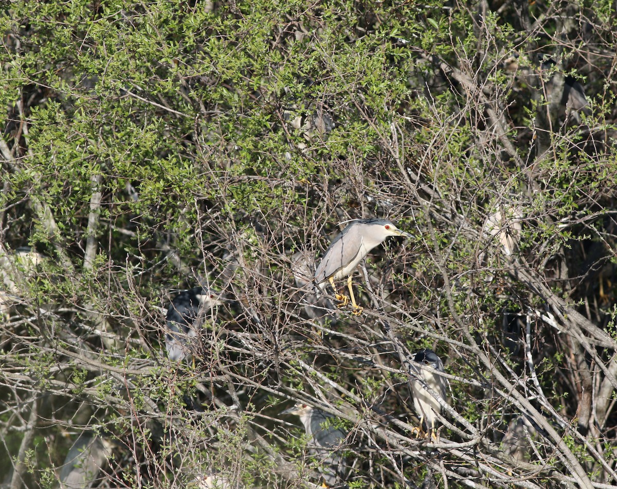 Black-crowned Night Heron - ML645503934