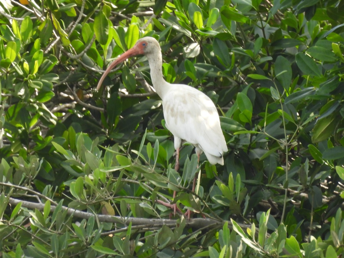 White Ibis - ML645503936