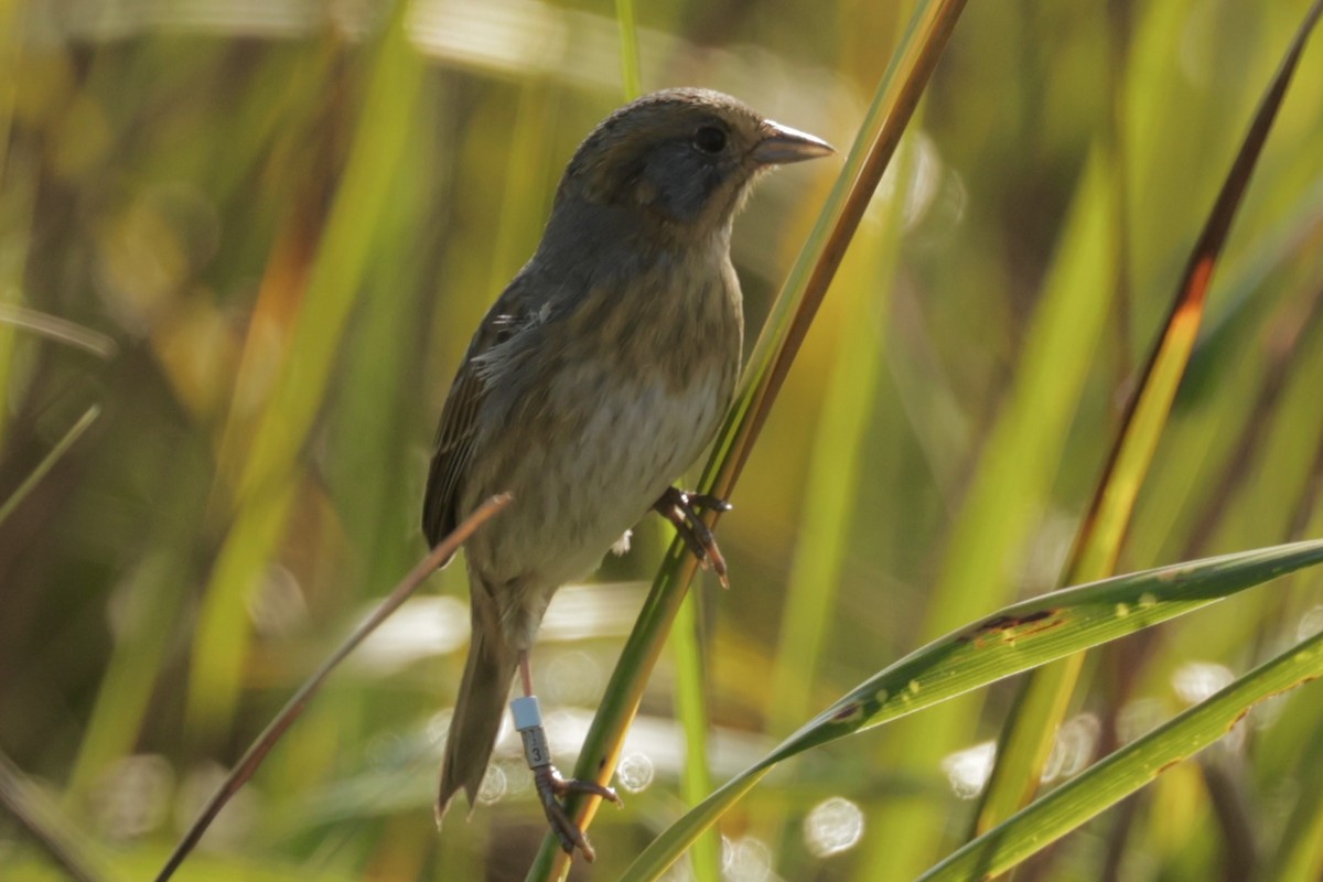 nålstjertspurv - ML645503949