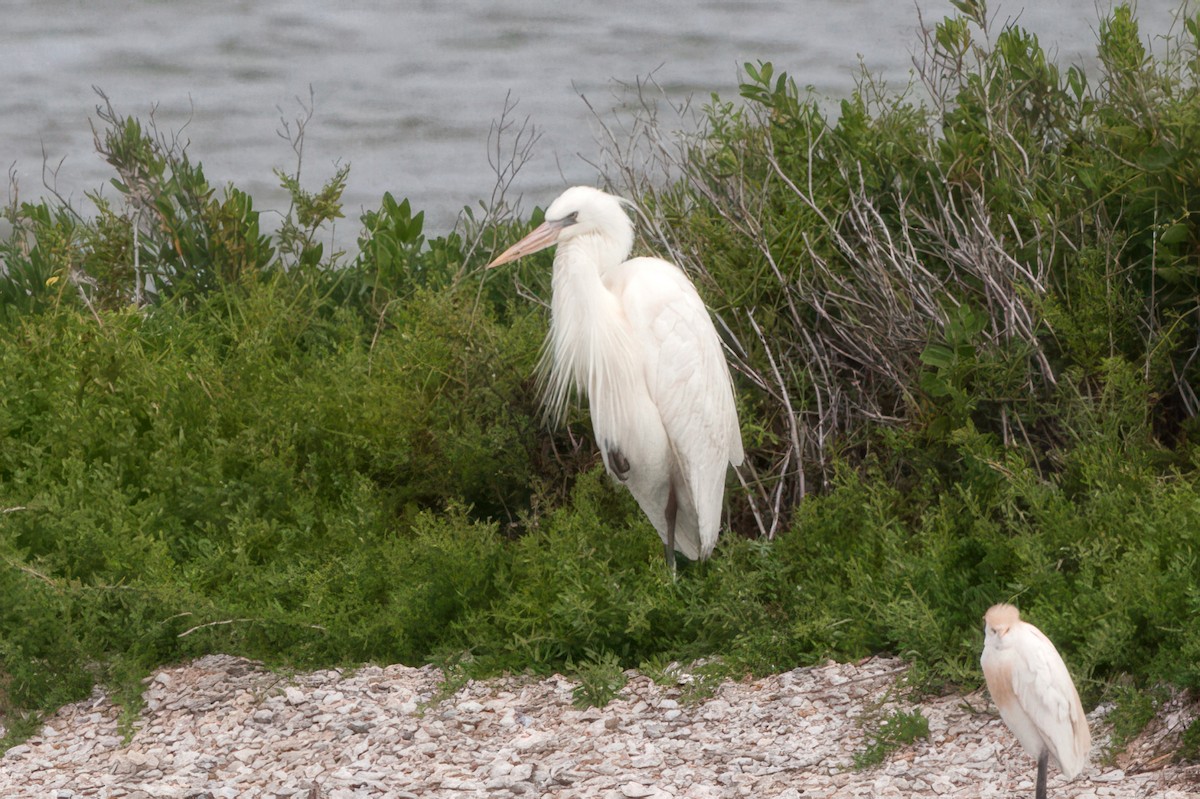 Great Blue Heron (Great White) - ML645503959
