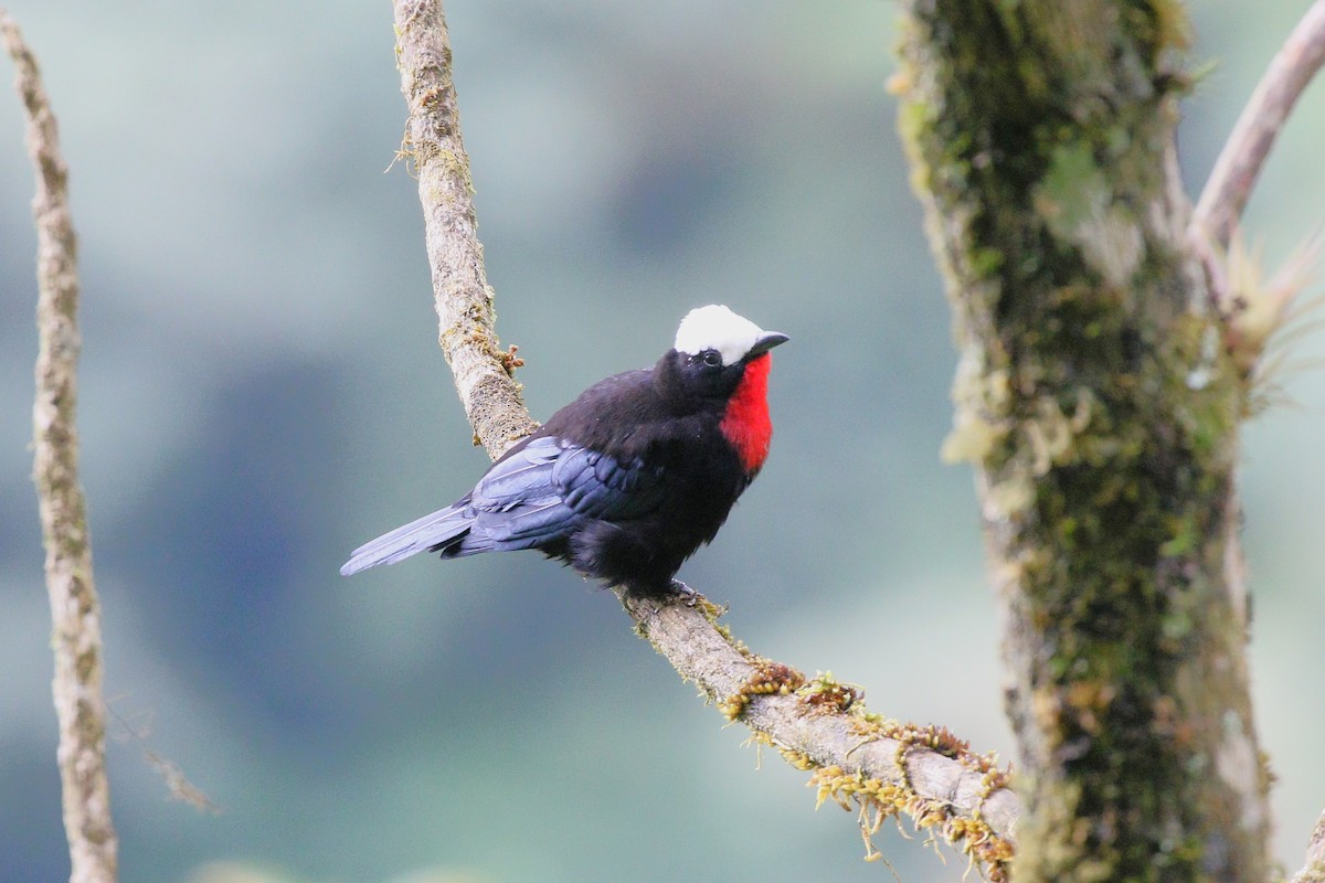 White-capped Tanager - ML645503963