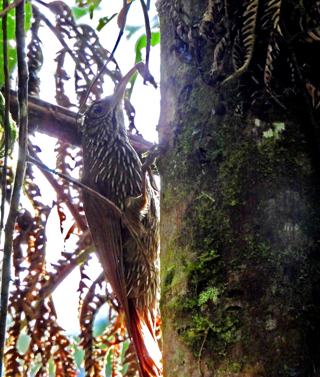 Dağ Tırmaşık - ML645503970