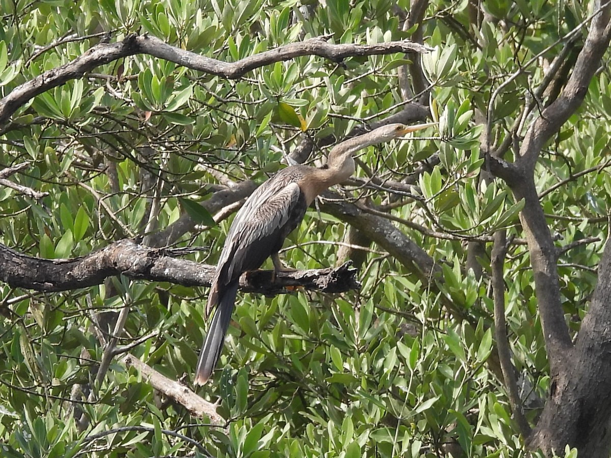 Anhinga - ML645503971
