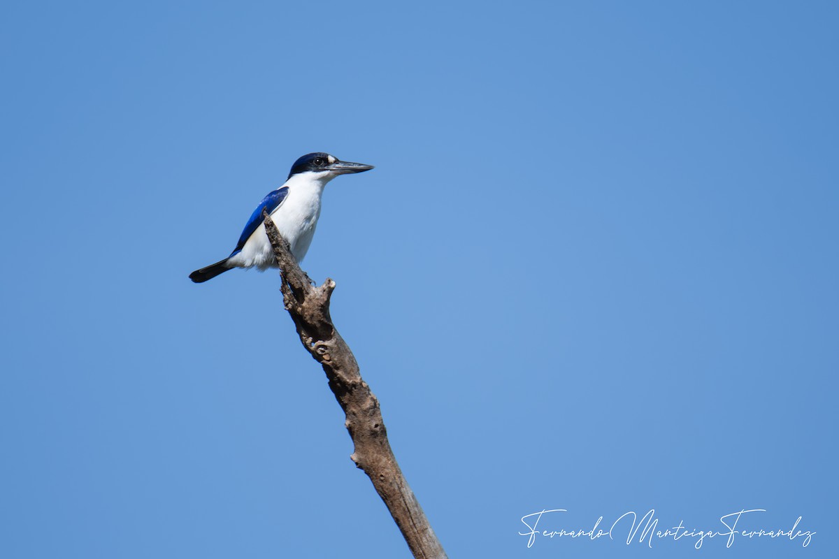 Forest Kingfisher - ML645503974
