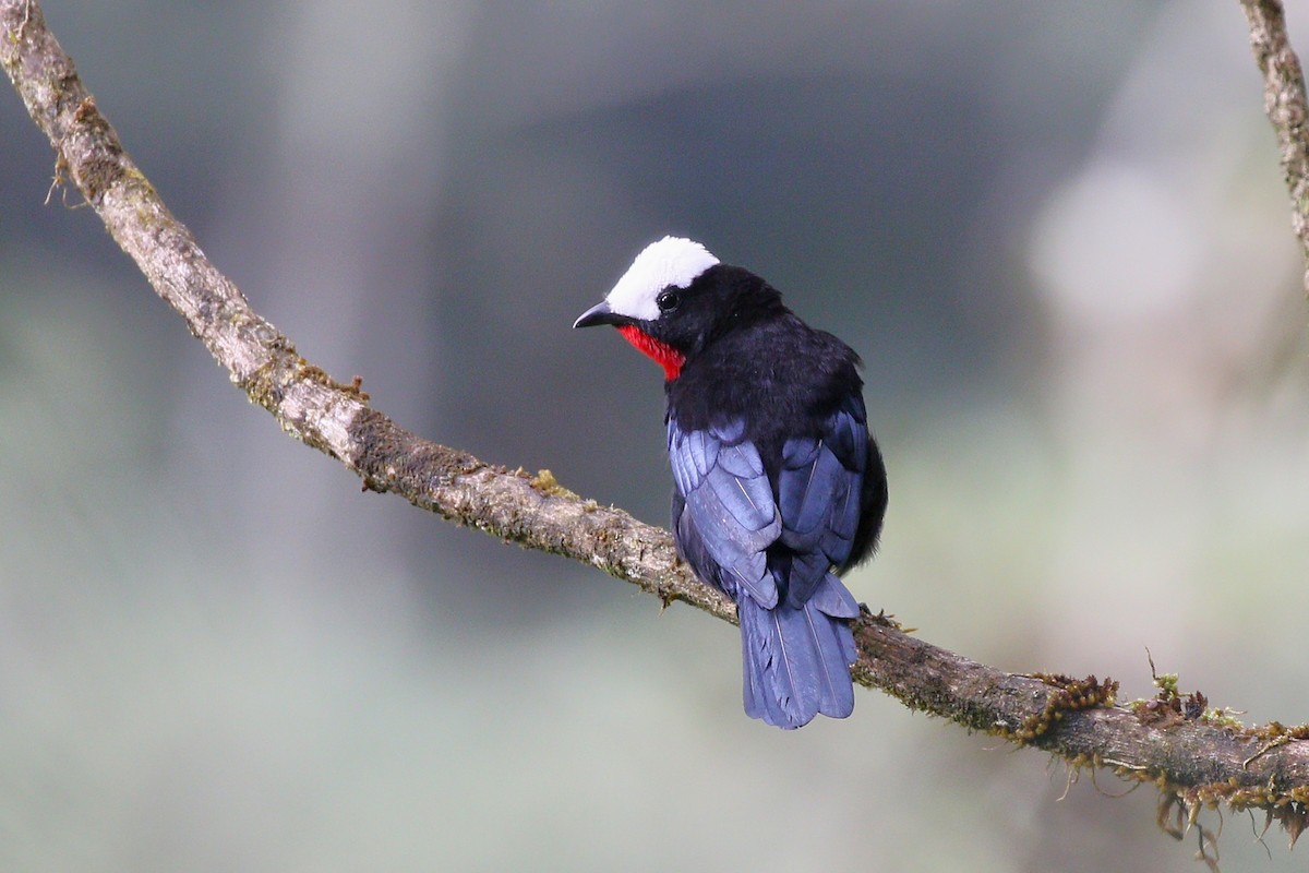 White-capped Tanager - ML645503987