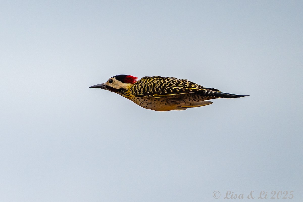 Grünbindenspecht - ML645503995