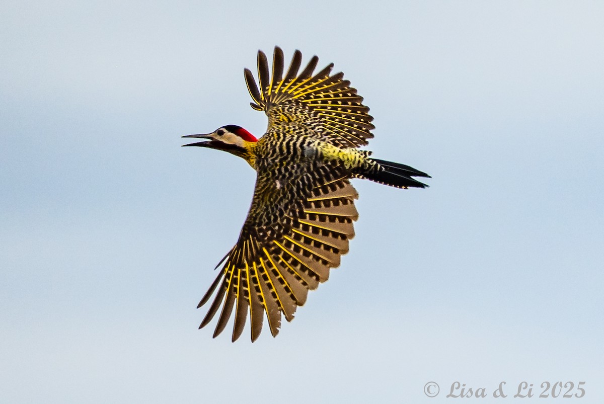 Grünbindenspecht - ML645503996