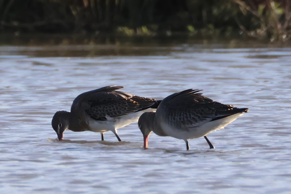 Black-tailed Godwit - ML645503998