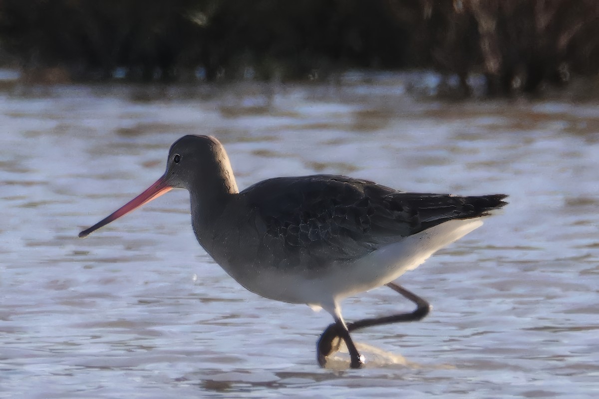 Black-tailed Godwit - ML645503999
