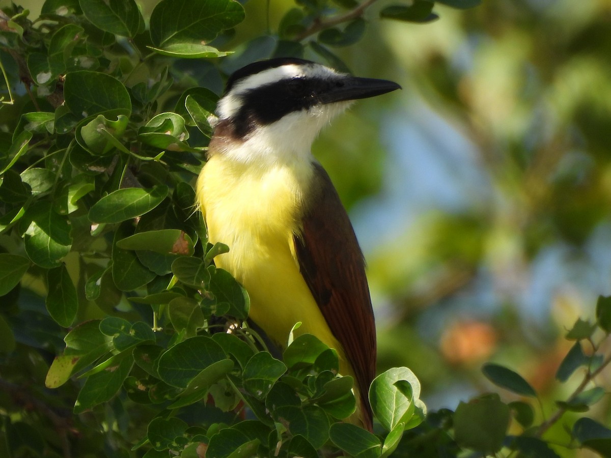 Great Kiskadee - ML645504005