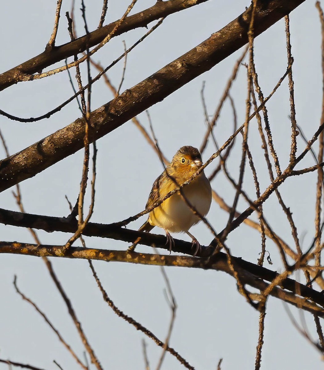 Grasshopper Sparrow - ML645504019