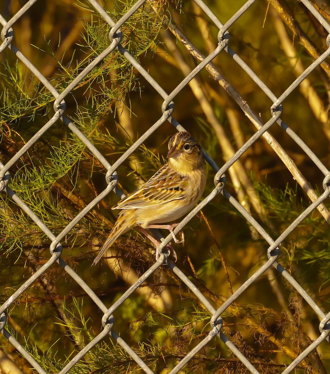 Grasshopper Sparrow - ML645504020