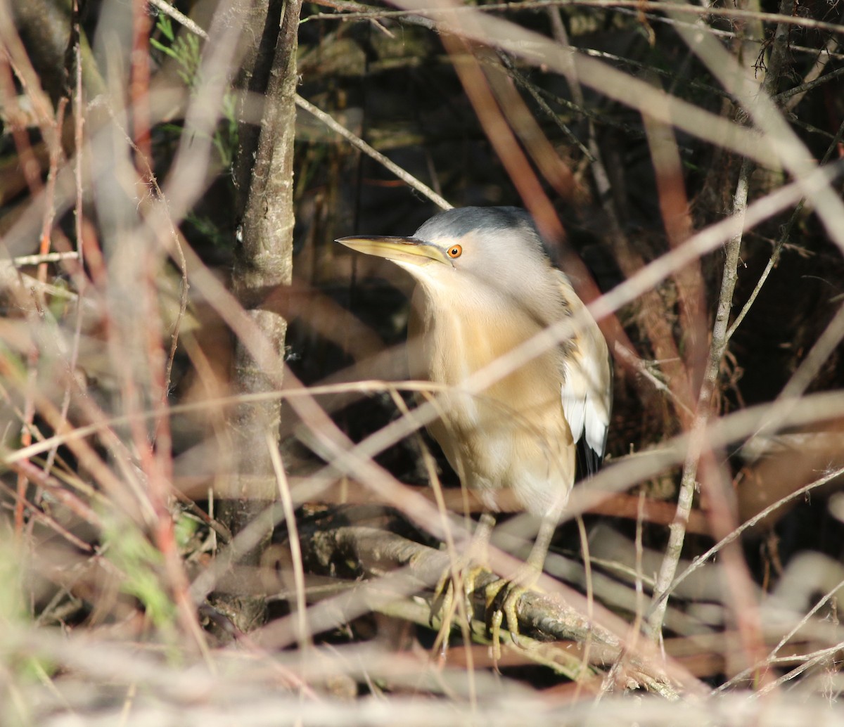 Little Bittern - ML645504022