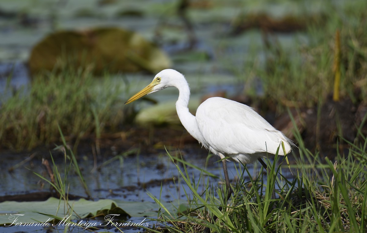 Plumed Egret - ML645504026