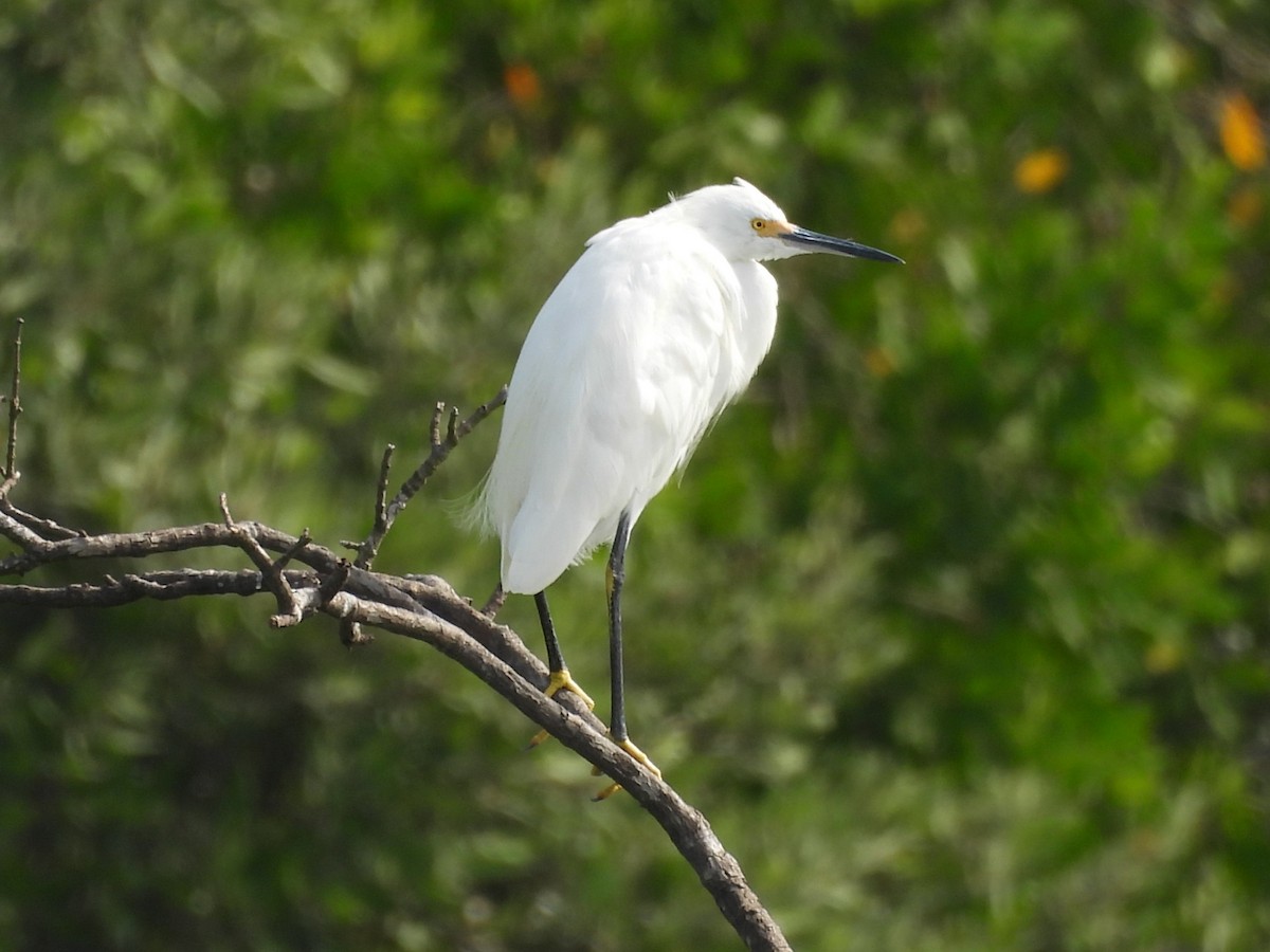 Snowy Egret - ML645504027