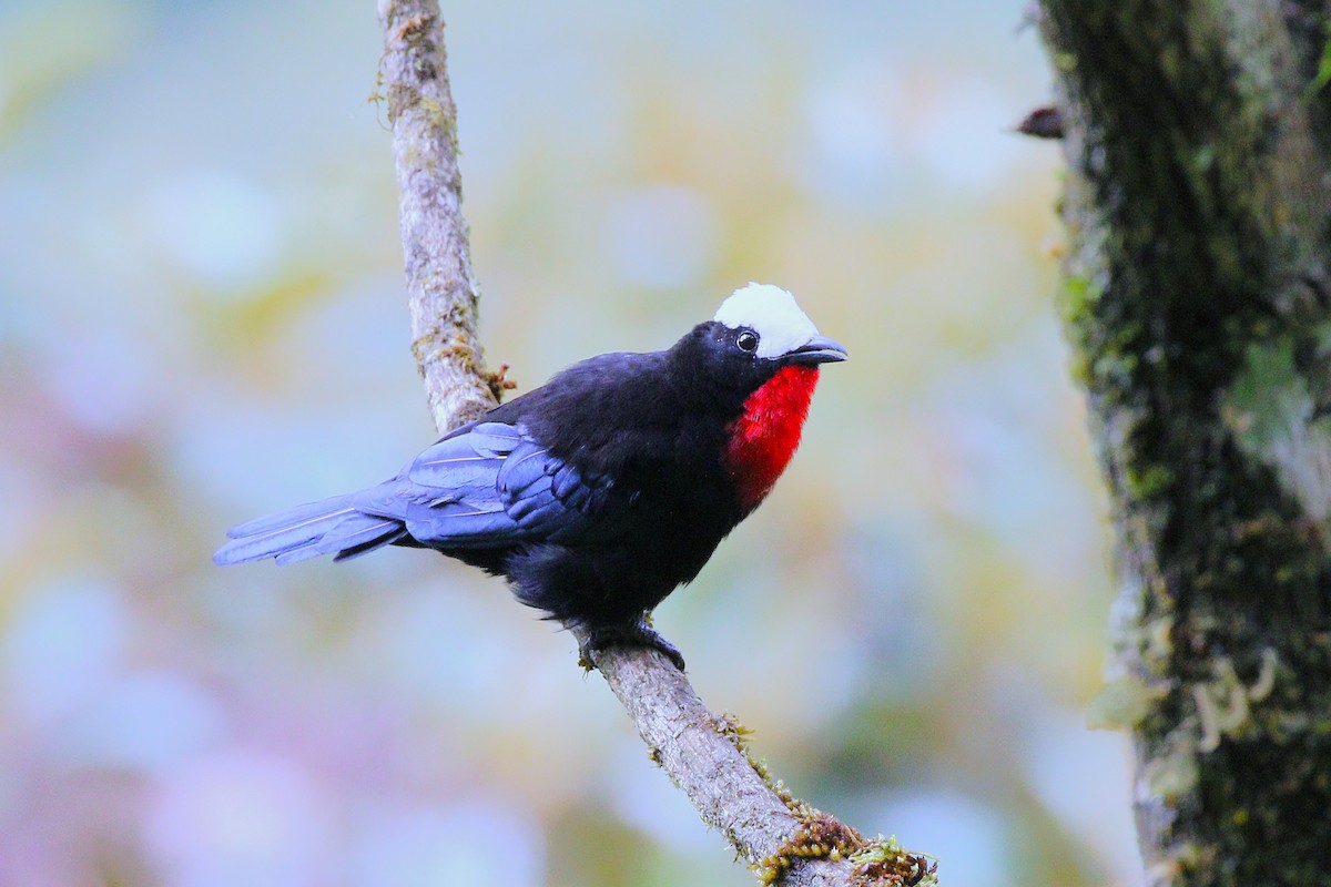 White-capped Tanager - ML645504028