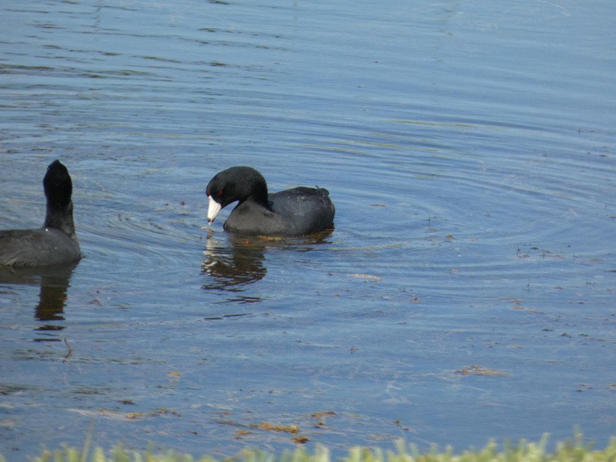 Лиска американська - ML645504029