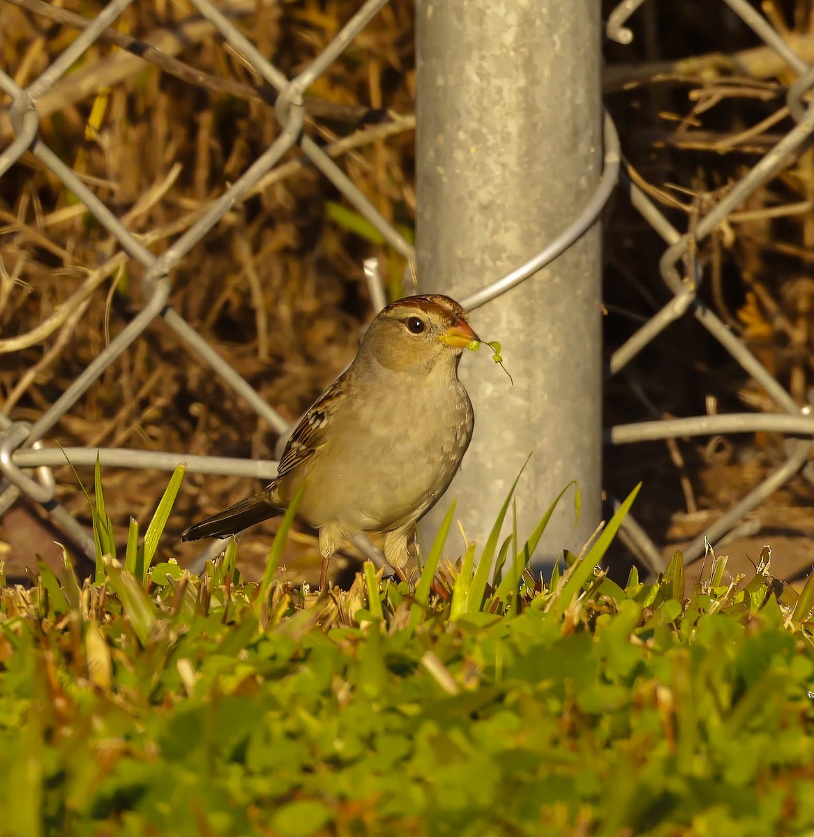 White-crowned Sparrow - ML645504032