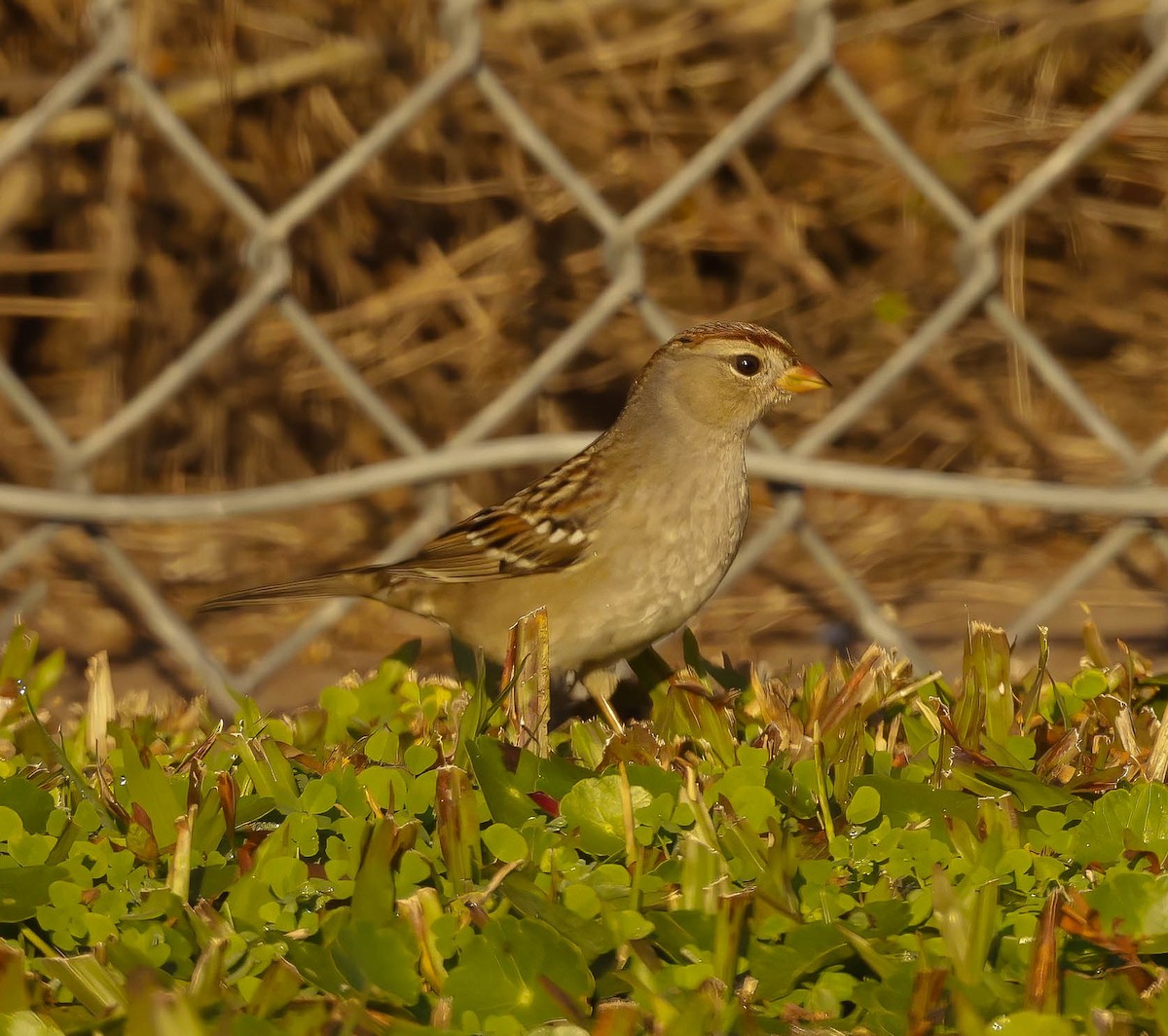 White-crowned Sparrow - ML645504033