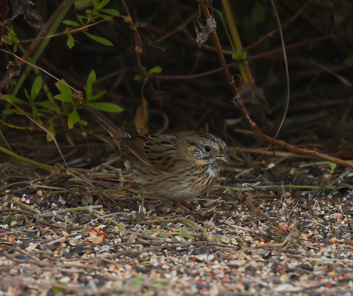 Lincoln's Sparrow - ML645504042