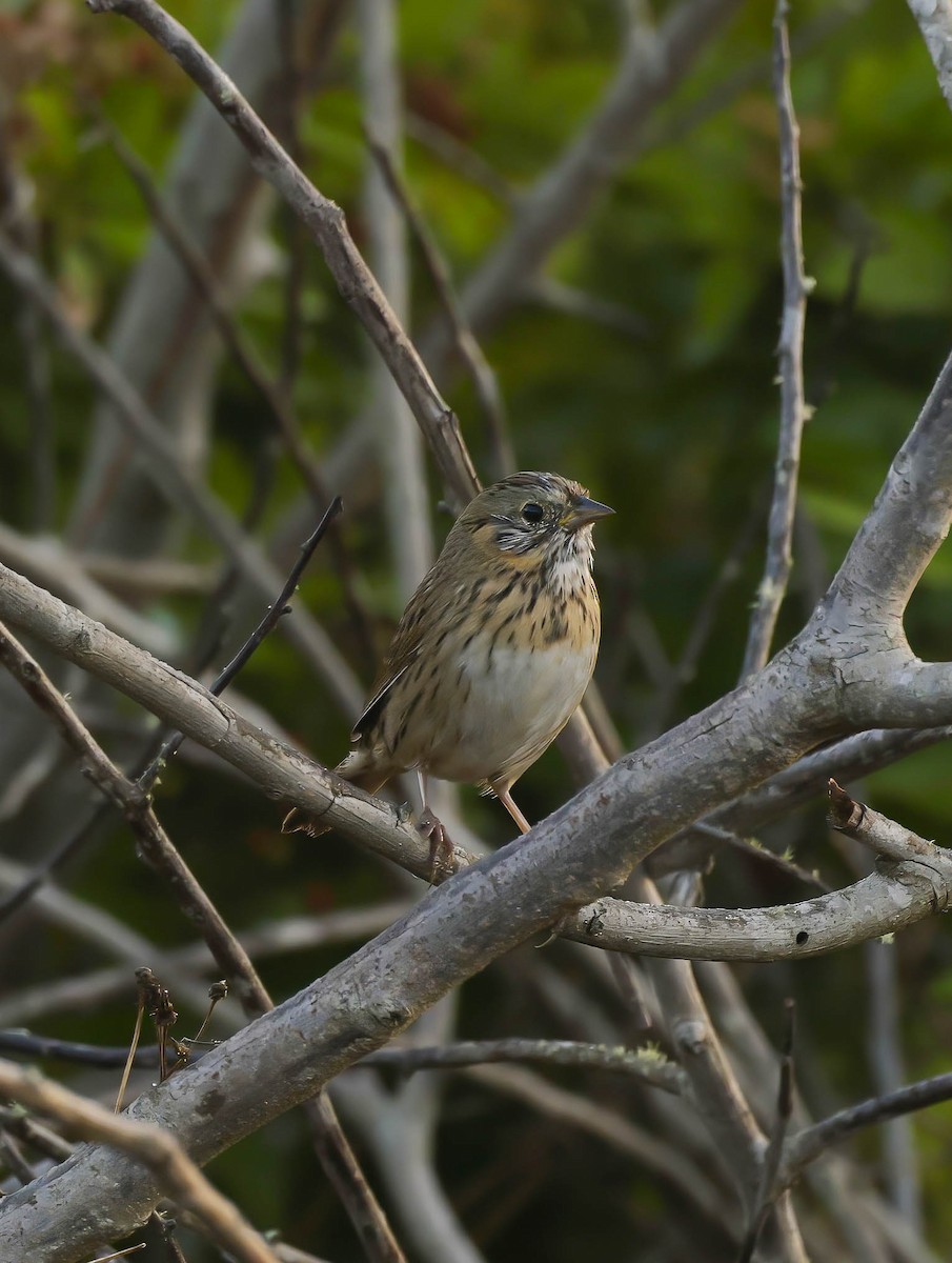 Lincoln's Sparrow - ML645504043
